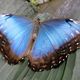 Morpho peleides, Der Blaue Morphofalter