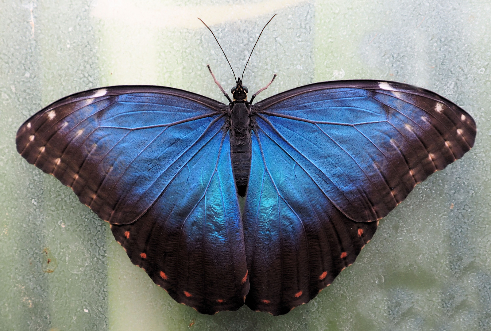Morpho peleides Foto & Bild natur, schmetterling, insekten Bilder auf
