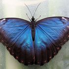 Morpho peleides