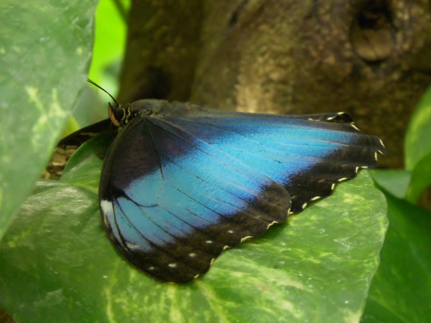 Morpho peleides