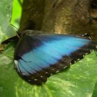 Morpho peleides