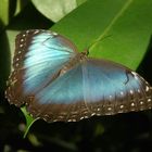 Morpho peleides (Himmelsfalter)