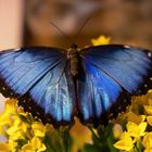 Morpho peleides, Himmelsfalter