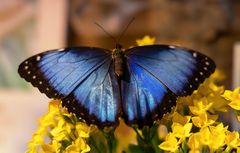 Morpho peleides, Himmelsfalter