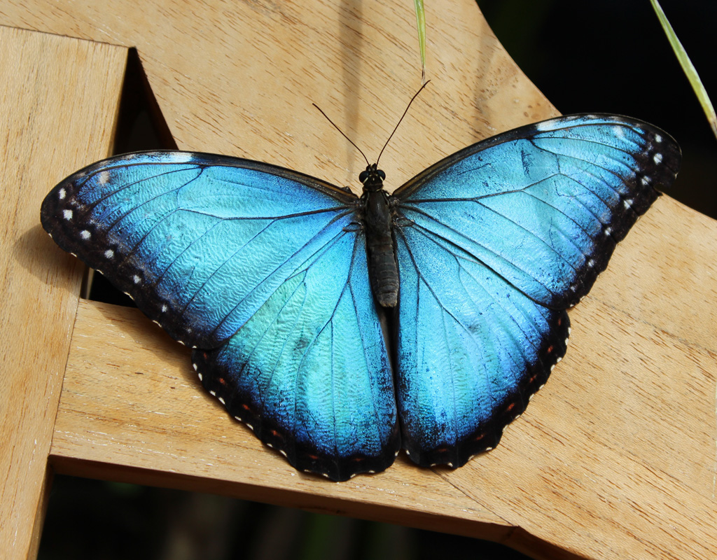 Morpho peleides , Himmelsfalter 