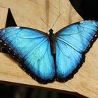 Morpho peleides , Himmelsfalter 