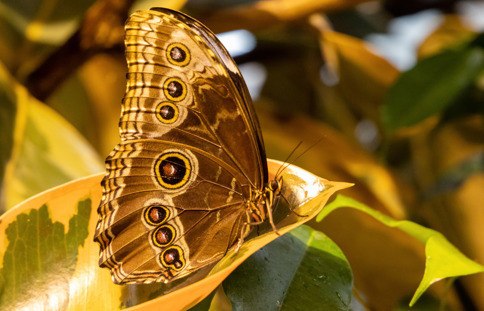 Morpho peleides, Himmelsfalter