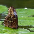 Morpho peleides - Himmelsfalter oder Blauer Morphofalter