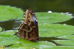 Morpho peleides - Himmelsfalter oder Blauer Morphofalter