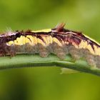 Morpho peleides Raupe 