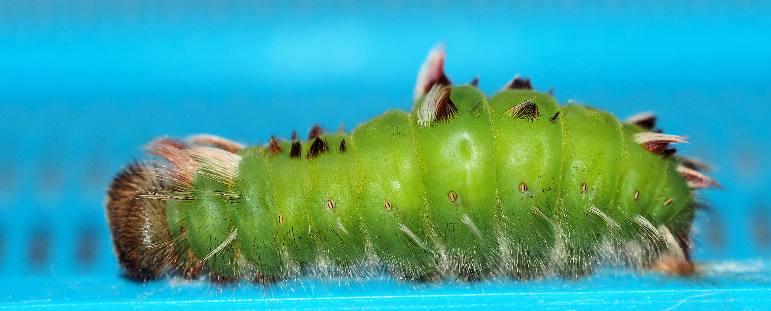 Morpho peleides Raupe kurz vor der Verpuppung ..