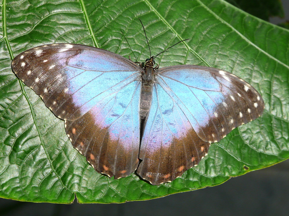 Morpho peleides, Südamerika