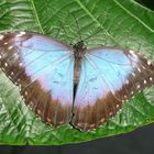 Morpho peleides, Südamerika