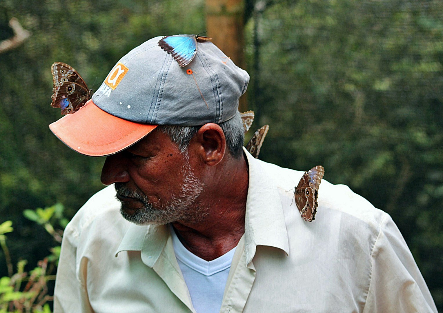 Morpho peleides und ihr Vater