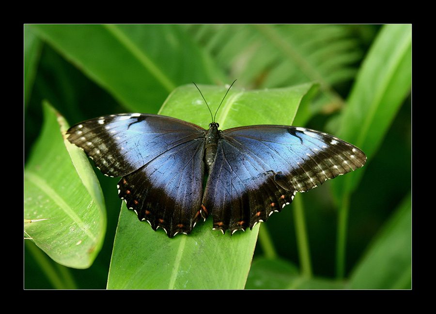 Morpho Pheleides