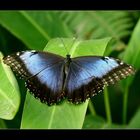 Morpho Pheleides