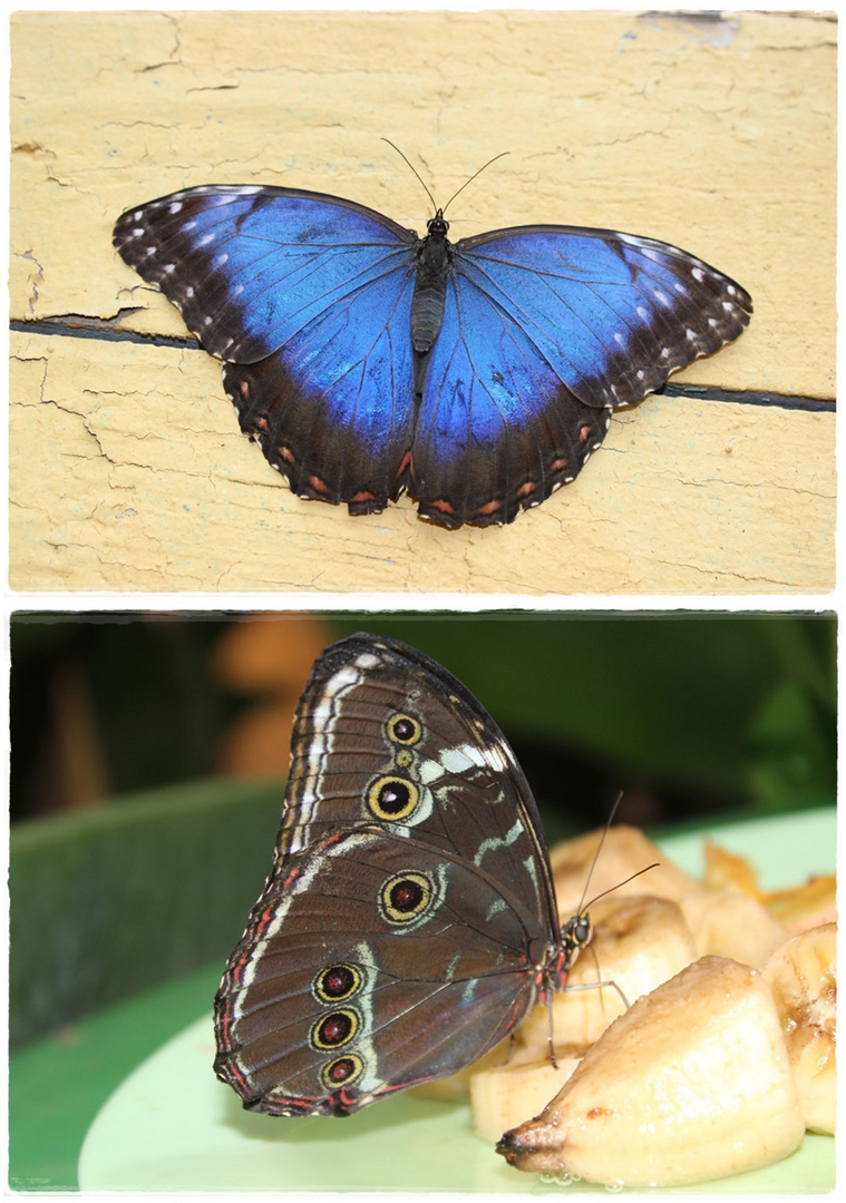  Morpho pleides- Himmelsfalter