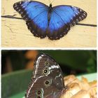  Morpho pleides- Himmelsfalter