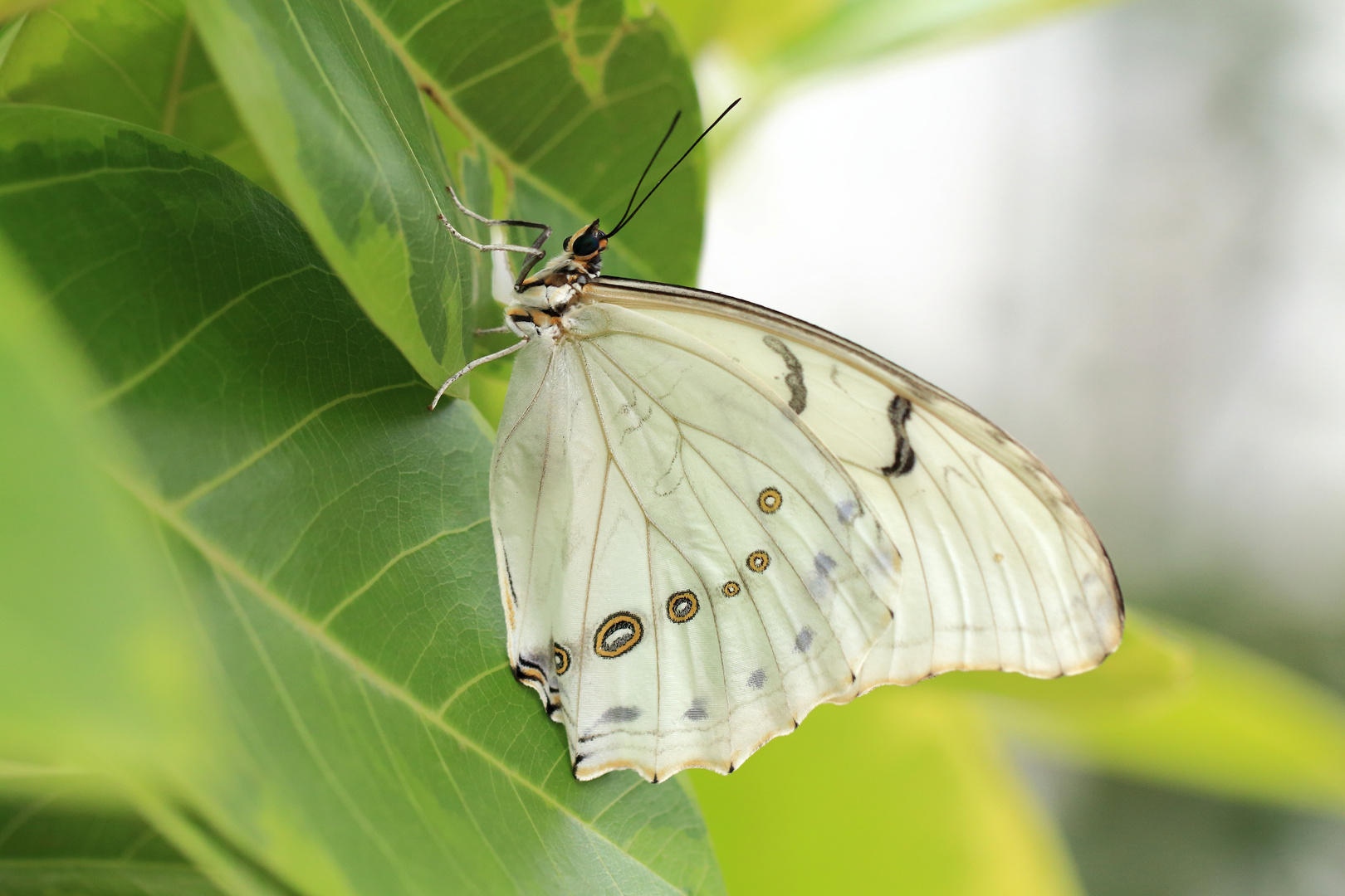 Morpho polyphemus