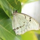 Morpho polyphemus