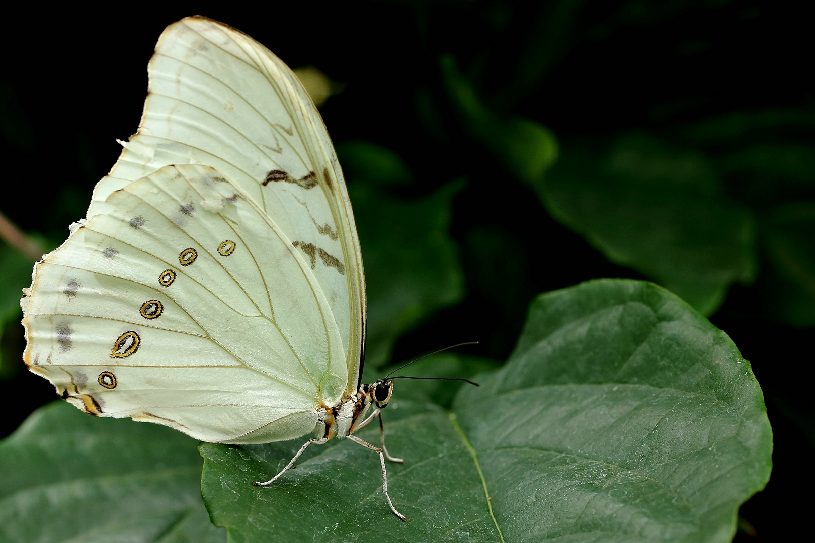 Morpho polyphemus