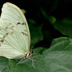 Morpho polyphemus