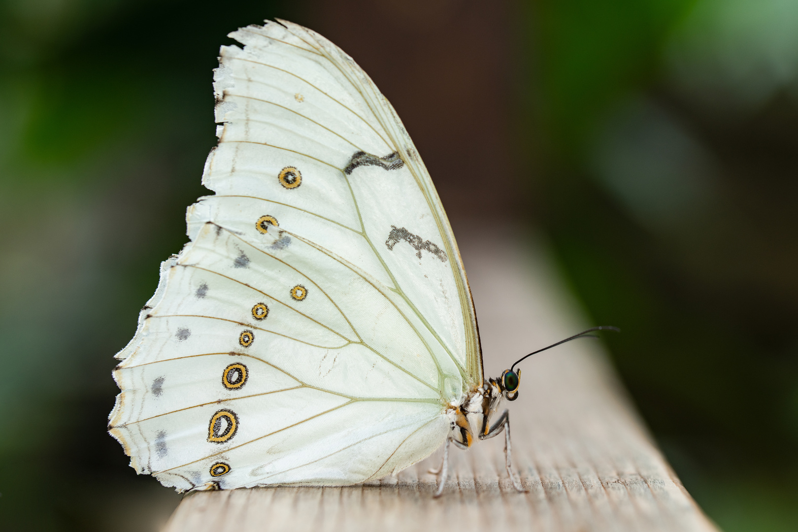 Morpho polyphemus in Ruhehaltung.