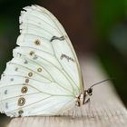 Morpho polyphemus in Ruhehaltung.