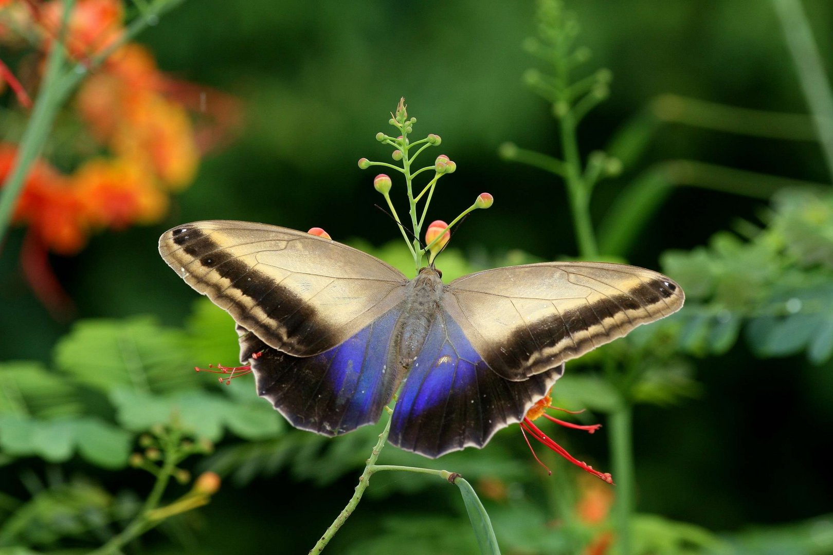 Morpho Schmetterling