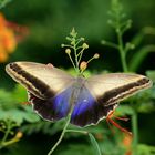 Morpho Schmetterling