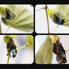 Morpho Schmetterling  Entpuppung 