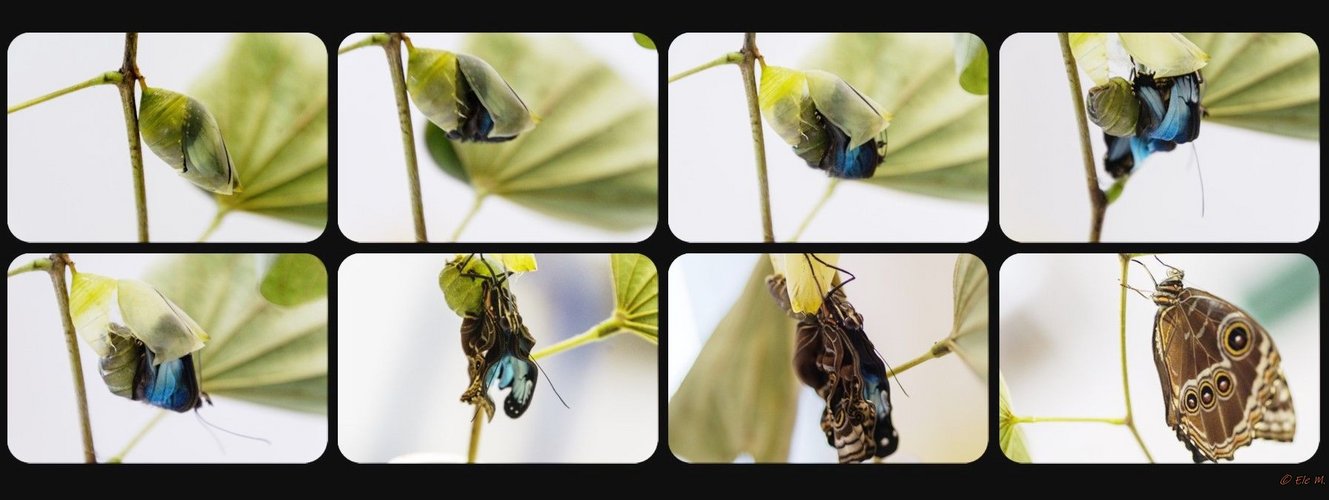 Morpho Schmetterling  Entpuppung 