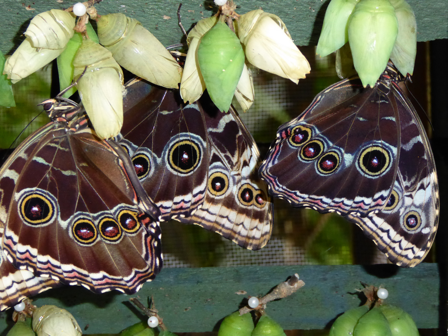 Morpho-Schmetterlinge in der Geburtsstation