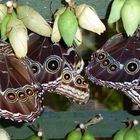 Morpho-Schmetterlinge in der Geburtsstation