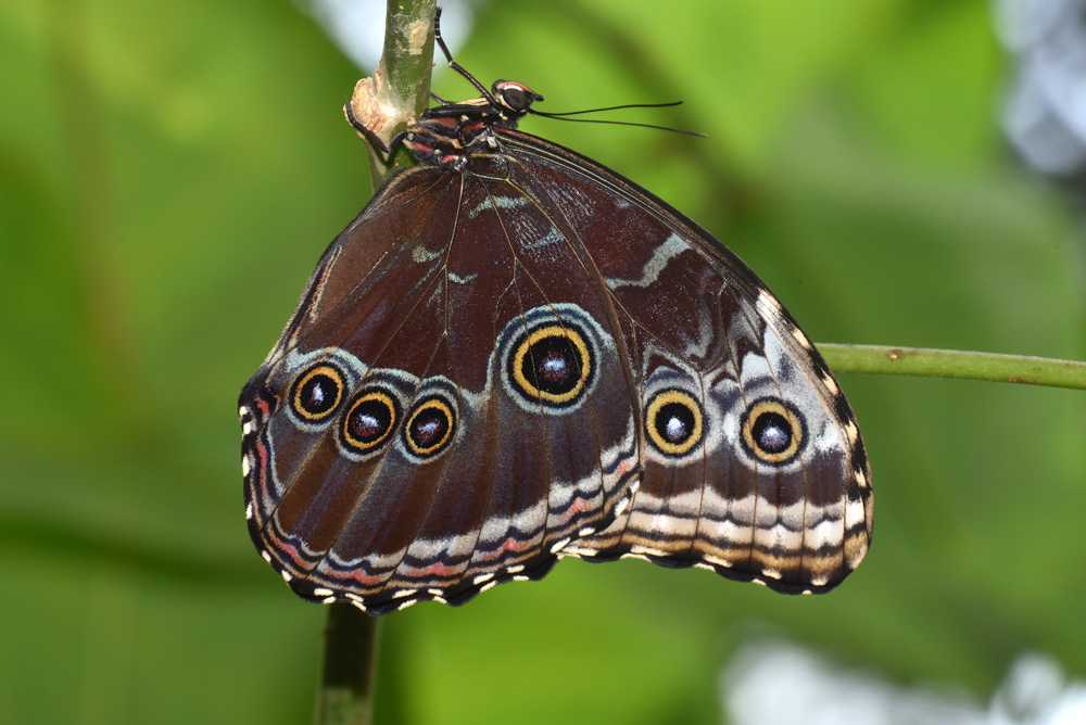 Morpho Unterseite