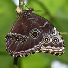 Morpho Unterseite