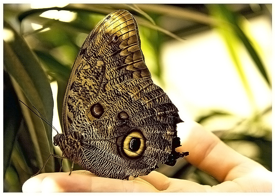 Morpho1