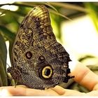 Morpho1