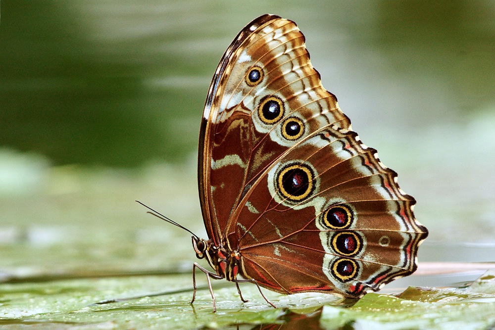 Morphofalter, auch Himmelsfalter genannt