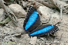 MORPHOFALTER, MORPHO