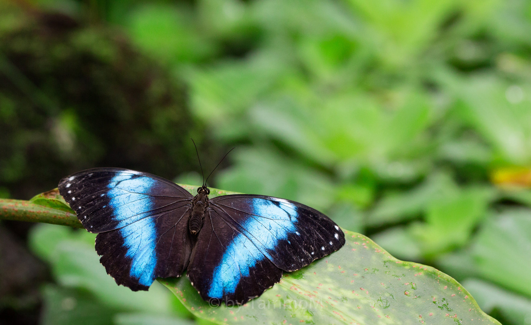 Morphofalter (Morpho achilles)