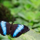 Morphofalter (Morpho achilles)