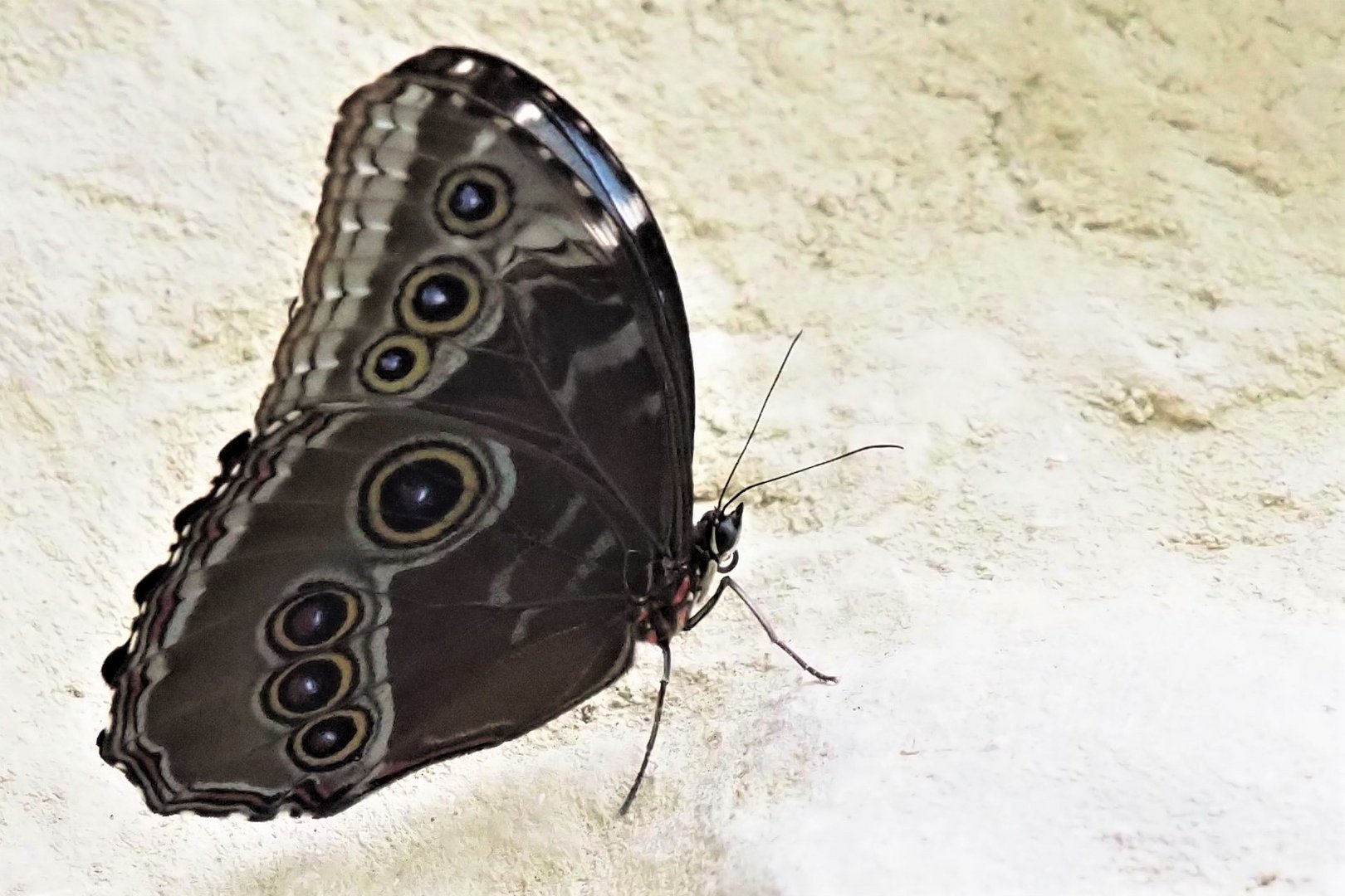 Morphofalter (Morpho peleides)