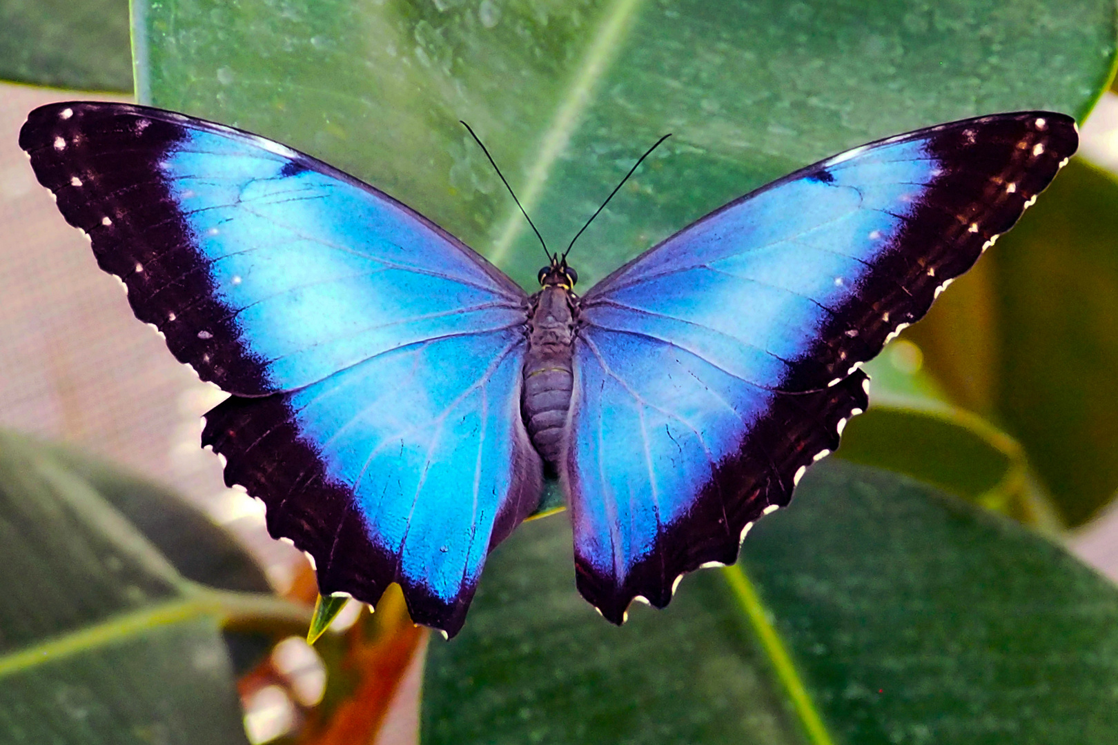 Morphofalter (Morpho peleides)