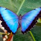 Morphofalter (Morpho peleides)