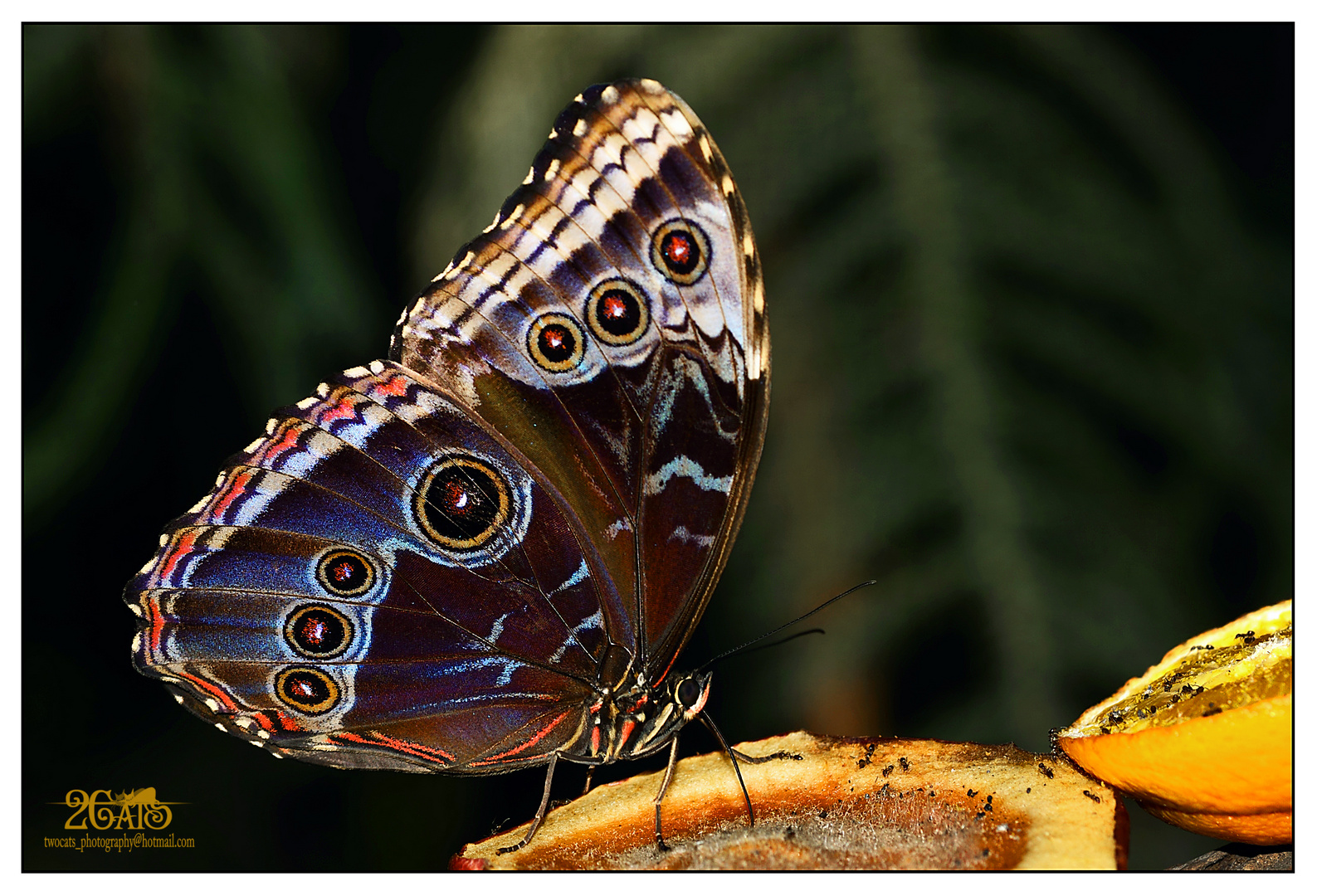 Morphos