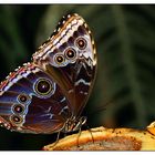 Morphos