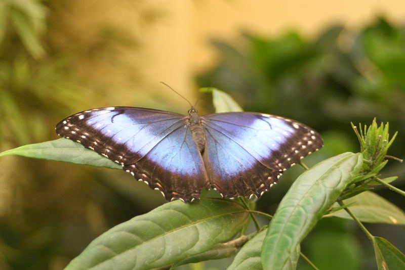 Morphos pelaides Himmelsfalter