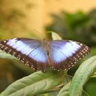 Morphos pelaides Himmelsfalter