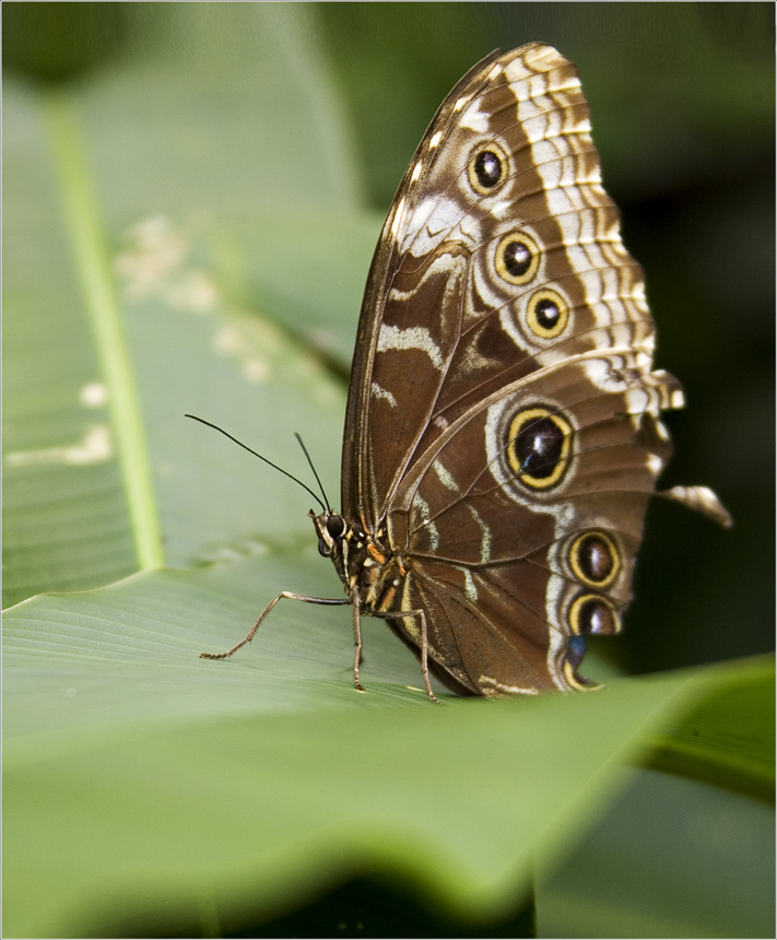 Morphos - sind von aussen ..